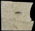 Fossil March Fly (Plecia) - Green River Formation #67642-1